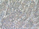 RAP1GAP Antibody in Immunohistochemistry (Paraffin) (IHC (P))