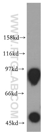 RAP1GAP Antibody in Western Blot (WB)