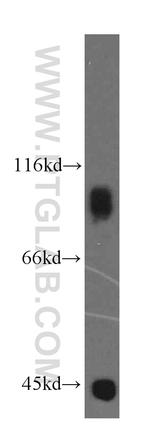 RAP1GAP Antibody in Western Blot (WB)