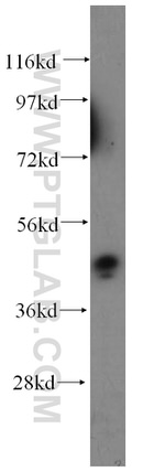 NEK2 Antibody in Western Blot (WB)