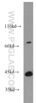 MPI Antibody in Western Blot (WB)