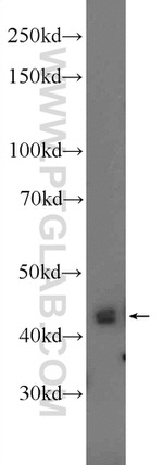 MPI Antibody in Western Blot (WB)