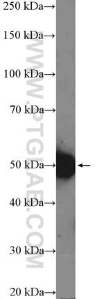 RBMY1A1 Antibody in Western Blot (WB)