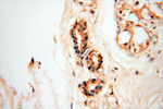 BIN2 Antibody in Immunohistochemistry (Paraffin) (IHC (P))