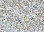 FAM3C Antibody in Immunohistochemistry (Paraffin) (IHC (P))