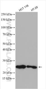 FAM3C Antibody in Western Blot (WB)