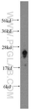 FAM3C Antibody in Western Blot (WB)