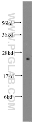 FAM3C Antibody in Western Blot (WB)