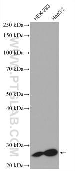 FAM3C Antibody in Western Blot (WB)