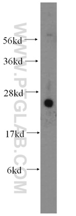 FAM3C Antibody in Western Blot (WB)