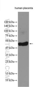 TFCP2L1 Antibody in Western Blot (WB)