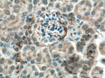 MYL5 Antibody in Immunohistochemistry (Paraffin) (IHC (P))