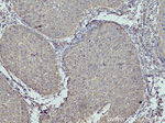 MYL5 Antibody in Immunohistochemistry (Paraffin) (IHC (P))