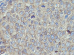 MYL5 Antibody in Immunohistochemistry (Paraffin) (IHC (P))