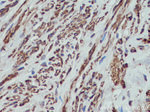 MYL5 Antibody in Immunohistochemistry (Paraffin) (IHC (P))