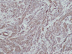 MYL5 Antibody in Immunohistochemistry (Paraffin) (IHC (P))