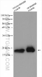 MYL5 Antibody in Western Blot (WB)