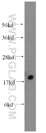 MYL5 Antibody in Western Blot (WB)