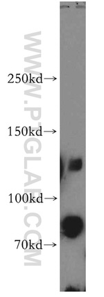 CENPC Antibody in Western Blot (WB)