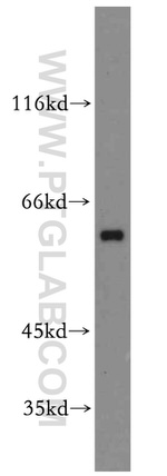 APLF Antibody in Western Blot (WB)