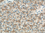 NCAM1/CD56 Antibody in Immunohistochemistry (Paraffin) (IHC (P))