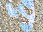 NCAM1/CD56 Antibody in Immunohistochemistry (Paraffin) (IHC (P))