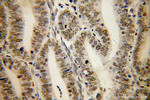 MBD3 Antibody in Immunohistochemistry (Paraffin) (IHC (P))