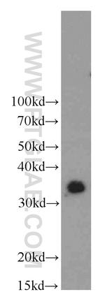 MBD3 Antibody in Western Blot (WB)