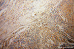 Syntaxin 12 Antibody in Immunohistochemistry (Paraffin) (IHC (P))
