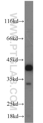 Syntaxin 12 Antibody in Western Blot (WB)