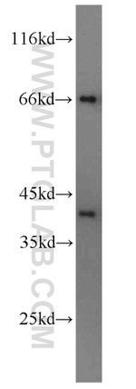 Syntaxin 12 Antibody in Western Blot (WB)