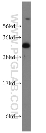 Syntaxin 12 Antibody in Western Blot (WB)