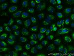 CNIH2 Antibody in Immunocytochemistry (ICC/IF)