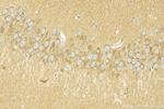 CNIH2 Antibody in Immunohistochemistry (Paraffin) (IHC (P))