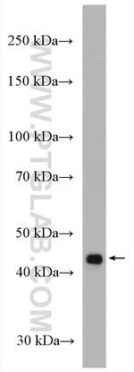 VPS36 Antibody in Western Blot (WB)
