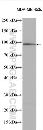 ITPKC Antibody in Western Blot (WB)