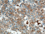 ARNTL Antibody in Immunohistochemistry (Paraffin) (IHC (P))