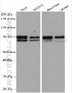 ARNTL Antibody in Western Blot (WB)