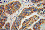 ABCG4 Antibody in Immunohistochemistry (Paraffin) (IHC (P))