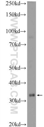 CEBPE Antibody in Western Blot (WB)