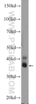 CEBPE Antibody in Western Blot (WB)