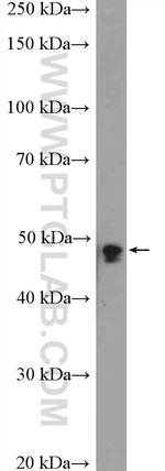 VPS4A Antibody in Western Blot (WB)