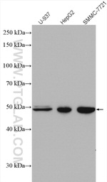 VPS4A Antibody in Western Blot (WB)