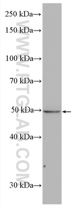 VPS4A Antibody in Western Blot (WB)
