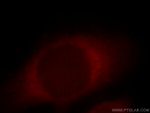 COG6 Antibody in Immunocytochemistry (ICC/IF)