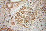 ARHGDIG Antibody in Immunohistochemistry (Paraffin) (IHC (P))