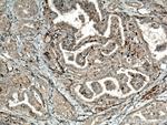 SFRP5 Antibody in Immunohistochemistry (Paraffin) (IHC (P))