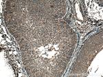 SFRP5 Antibody in Immunohistochemistry (Paraffin) (IHC (P))