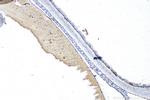 SFRP5 Antibody in Immunohistochemistry (Paraffin) (IHC (P))