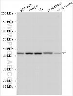 SFRP5 Antibody in Western Blot (WB)